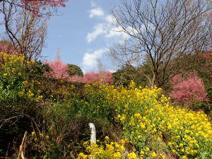 おかめ桜と菜の花の競演の画像05