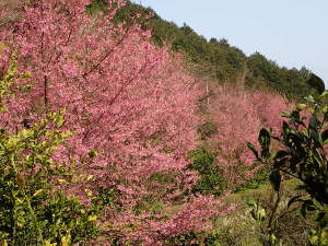 山の斜面におかめ桜が咲くの画像07