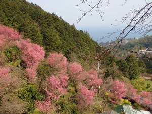 おかめ桜と相模湾の画像08