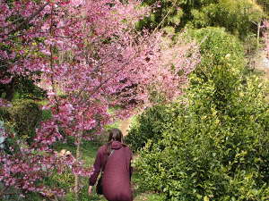 おかめ桜の散策路の画像09