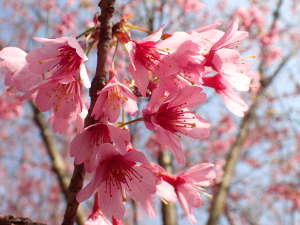 おかめ桜の画像10