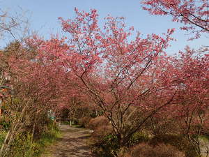 「離れのやど 星ヶ山」のおかめ桜の画像14