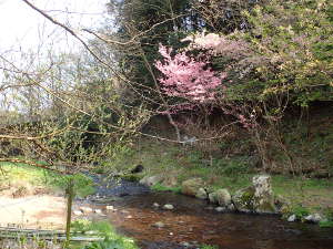 おかめ桜と白糸川のせせらぎの画像16
