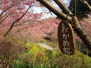 おかめ桜と菜の花の画像17