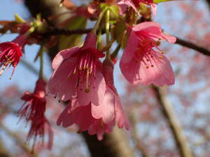うつむいているおかめ桜の画像18