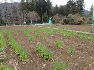 畑の中を通りカタクリ群生地への画像08