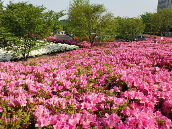 あつぎつつじの丘公園（厚木市）