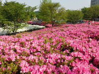 あつぎつつじの丘公園の目次画像