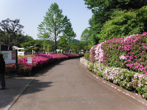 整備された遊歩道の画像05