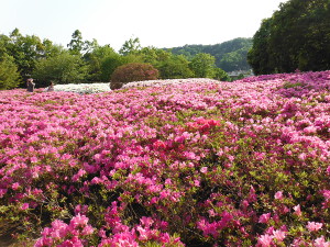 「友好の花付近」の画像12