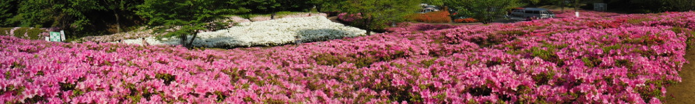 あつぎつつじ丘の公園表紙イメージ画像