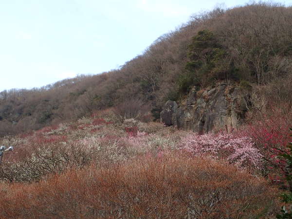 柱状節理（幕岩）と梅林の絶妙なバランスを放す湯河原梅林の画像01