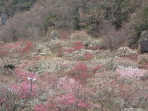 湯河原梅林　中央の山麓斜面の全景02