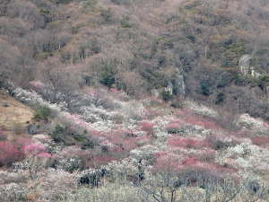 湯河原梅林　右側の山麓斜面の画像03