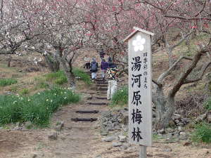 湯河原梅林の入口立て札の画像07