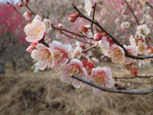 ピンク色の梅の画像11