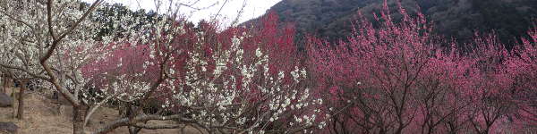 白、紅、桃などの梅の色の競演が見もの画像14