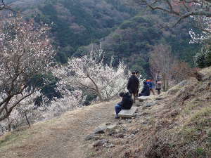 山の斜面にある平坦な散策路の画像16