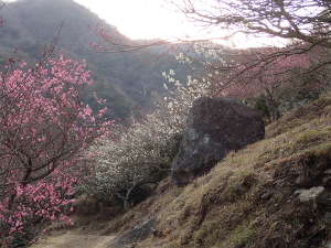 柱状節理（幕岩）と梅の画像18