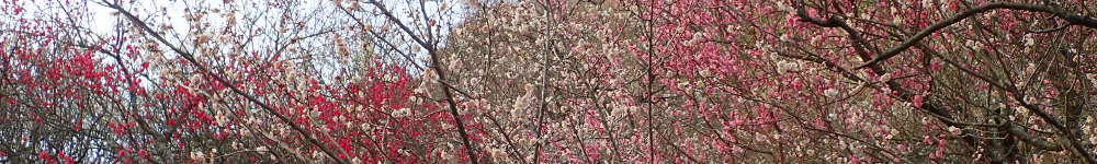 湯河原梅林（幕山公園）の表紙イメージ画像