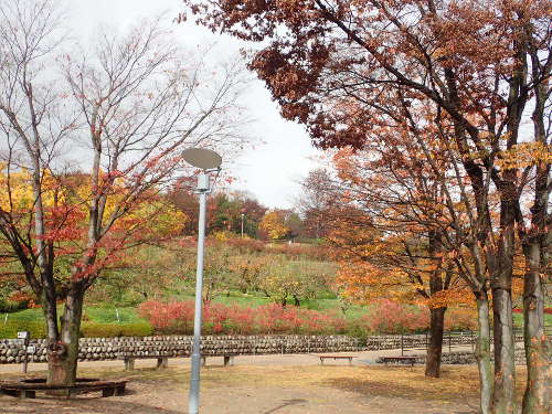 果樹園①の画像23