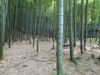 「竹林」の画像24