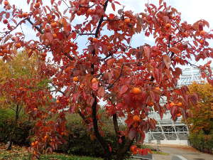 かきの木も紅葉の画像06