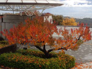 ネクタリンの木も紅葉の画像06