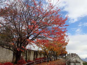 ソメイヨシノの紅葉の画像10
