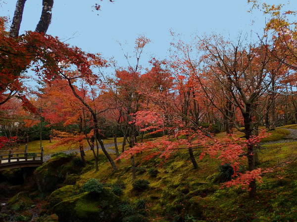 箱根美術館の魅力は、「紅葉時の苔庭」の画像01