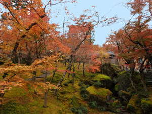 八ッ橋から見た苔庭の画像03
