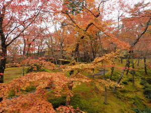 苔庭②の画像04