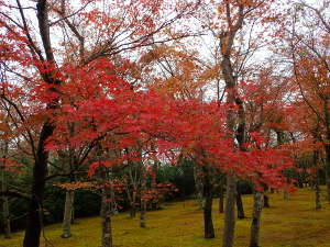 苔庭③の画像05