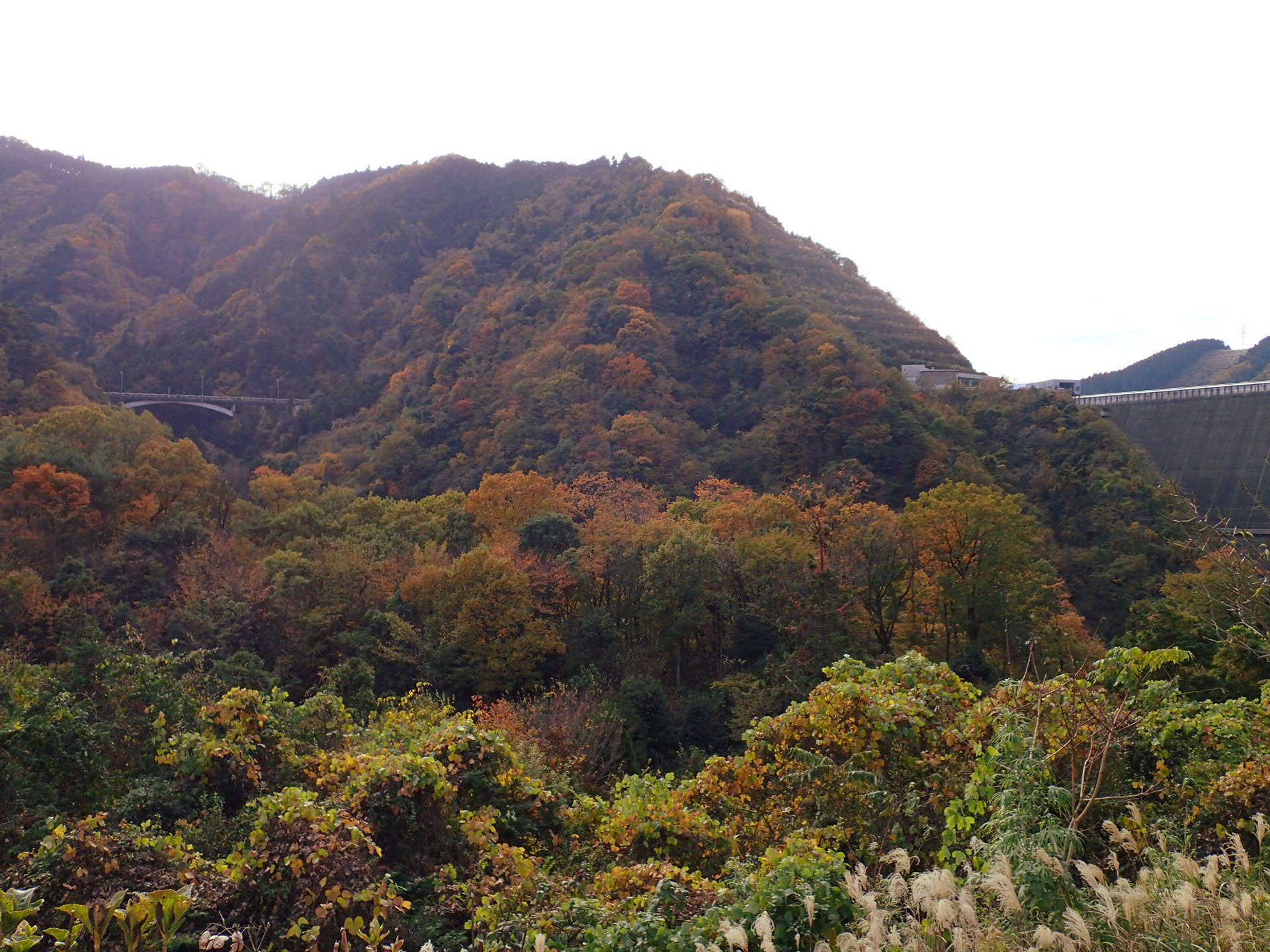 自然観察林（遊歩道）の画像19