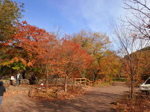 「瀬音の湯」の石舟橋入口側の紅葉の画像02