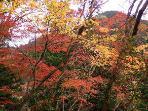 尾根が紅葉を生かすの画像15