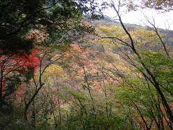 小道から見えた山の紅葉の画像05