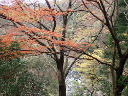 紅葉の間から渓谷を見るの画像06