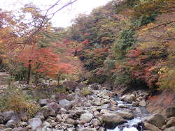 夢窓橋から見た紅葉の画像08