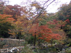 夢窓橋から見た紅葉の画像09