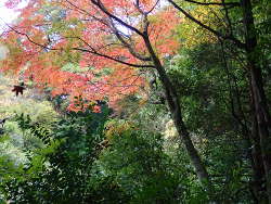 山道から時おり見える紅葉の画像13