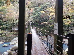 吊り橋の桜橋の画像18