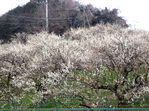 斜面いっぱいに咲く梅の画像02