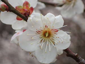 梅のほとんどが白梅の「白加賀」の画像03