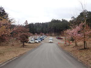 河津桜が咲く天空の里駐車場の画像16