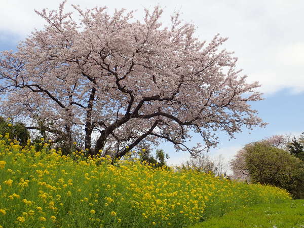 相模三川公園　花見編