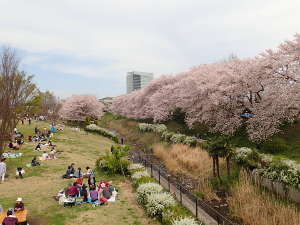鳩川を中心として両岸に咲く桜の光景の画像03