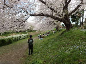 桜と川の光景の画像04