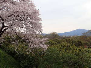 「さくら橋」の下流側の光景の画像05