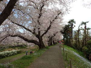 鳩川遊歩道の画像06